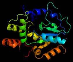 L''enzima sulfotrasferasi SULT1A1 che trasforma il minoxidil in minoxidil solfato