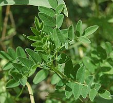 La pianta dell'Astragalus membranaceus
