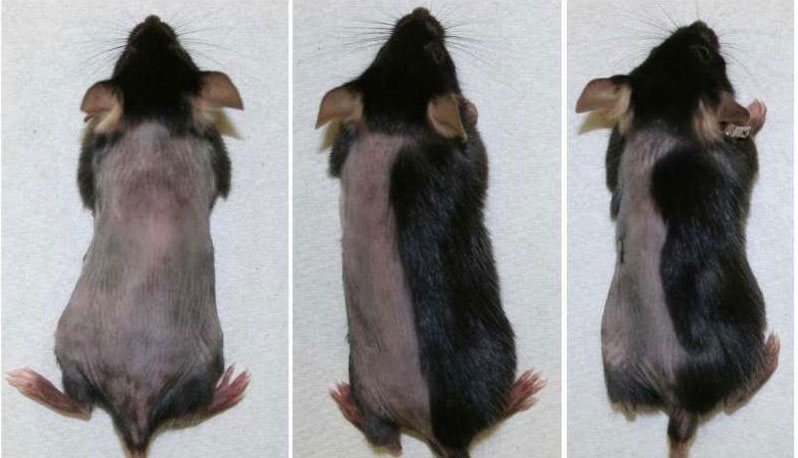 Inibitori delle JAK, tofacitinib e ruxolitinib