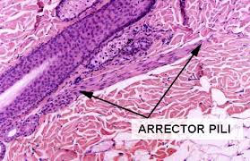 Il muscolo erettore del pelo