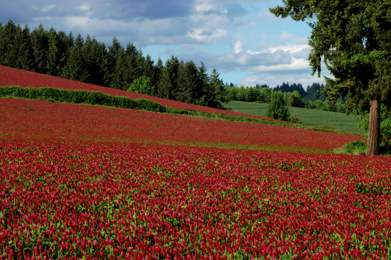 Un prato di trifoglio rosso (Trifolium pratense - Fam. Fabaceae o Leguminose) pianta ricca di isoflavoni